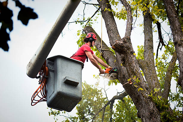 Reliable Fremont, IN Tree Services Solutions